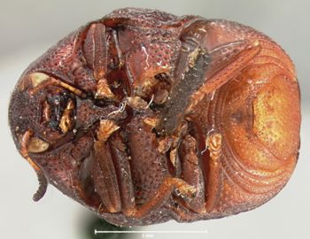 Media type: image; Entomology 9360   Aspect: habitus ventral view